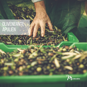 Read more about the article OLIVENERNTE in Apulien – harte Arbeit, wertvoller Ertrag